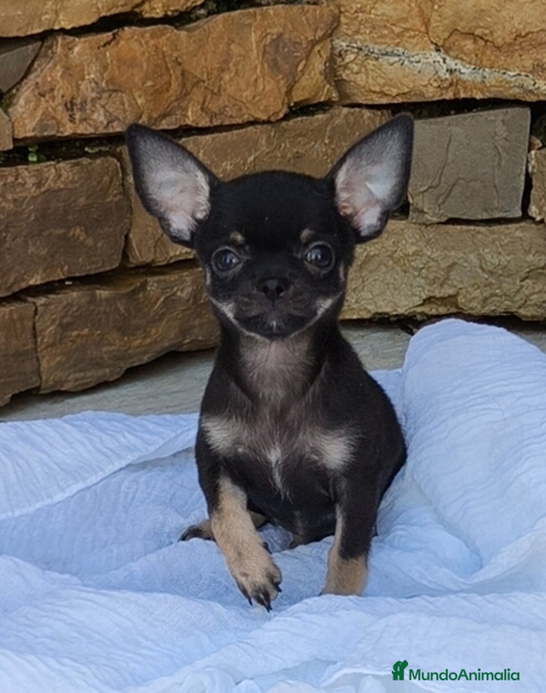 Chihuahua perros en venta: Chihuahua Toy hembra y macho  - Imagen 1