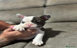 Bulldog Francés perros en venta: Bulldog Francés Macho - Imagen 5