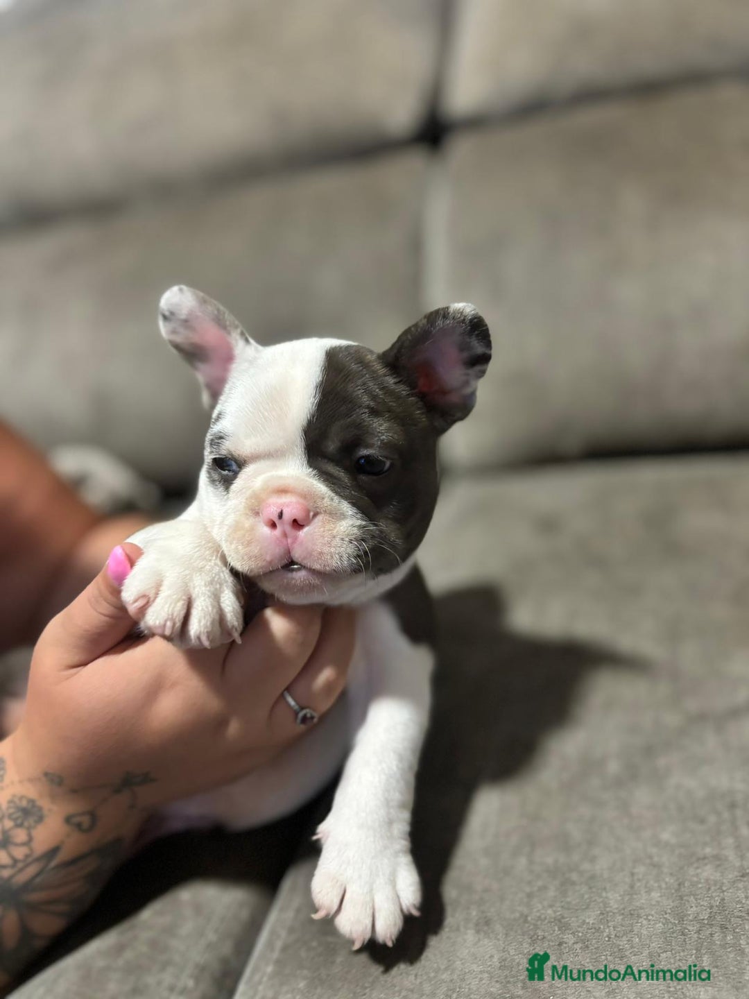 Bulldog Francés perros en venta: Bulldog Francés Macho - Imagen 5