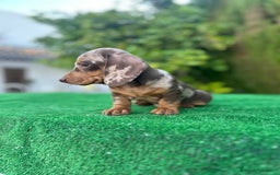Teckel Miniatura perros en venta: teckel arlequin chocolate  - Imagen 2