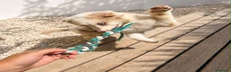 Pastor Australiano perros en venta: Pastor australiano en Caraby Benidorm  - Anuncio 6