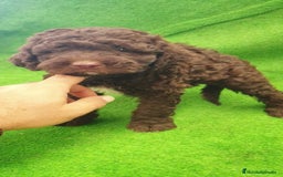 Perro de Agua Español perros en venta: Perro Aguas Español  - Imagen 2