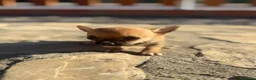 Chihuahua perros en venta: Chihuahuas Toy de calidad  - Anuncio 3