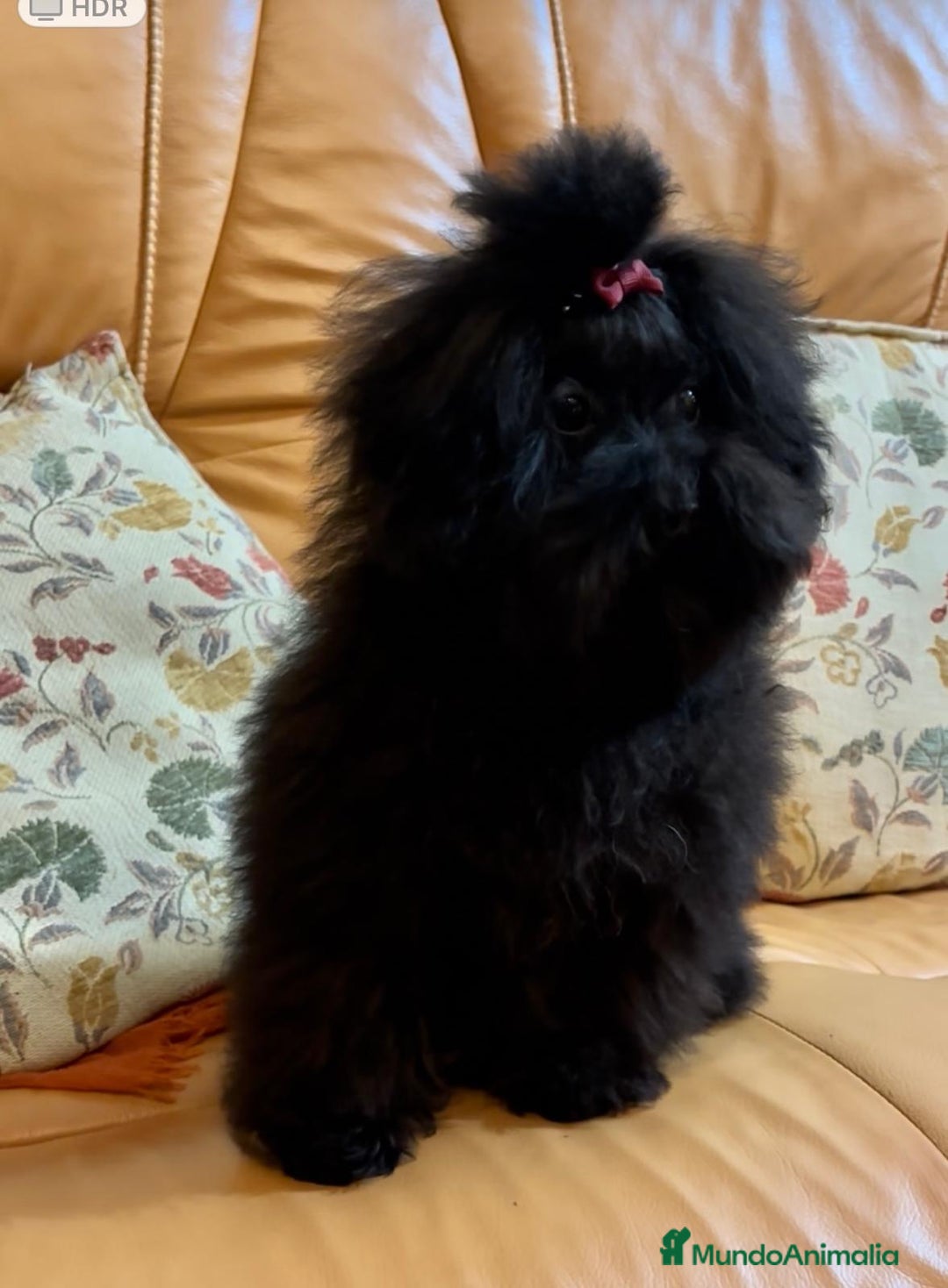Caniche Toy perros en venta: Caniche Tamaño toy muy preuñita hembra!! - Imagen 2