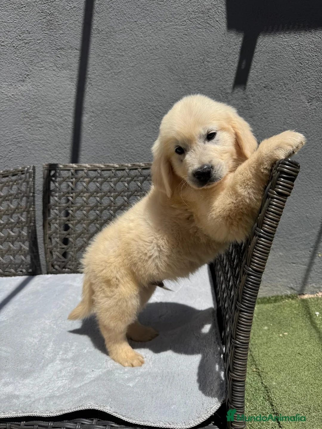 Golden Retriever perros en venta: Cachorro golden retriever - Anuncio 6