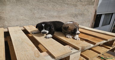 Mastín Español perros - Anuncio 13