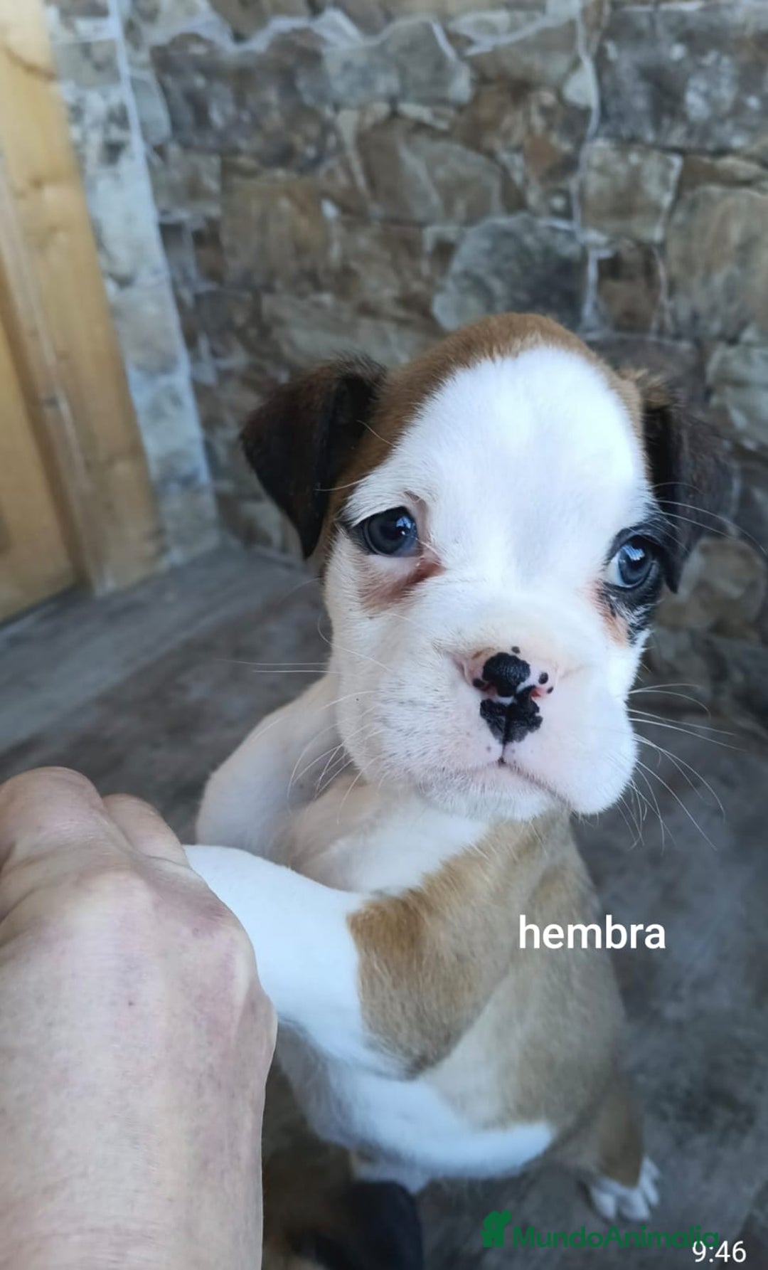 Boxer perros en venta: Boxer  - Anuncio 2