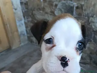 Boxer perros Boxer - Anuncio 1