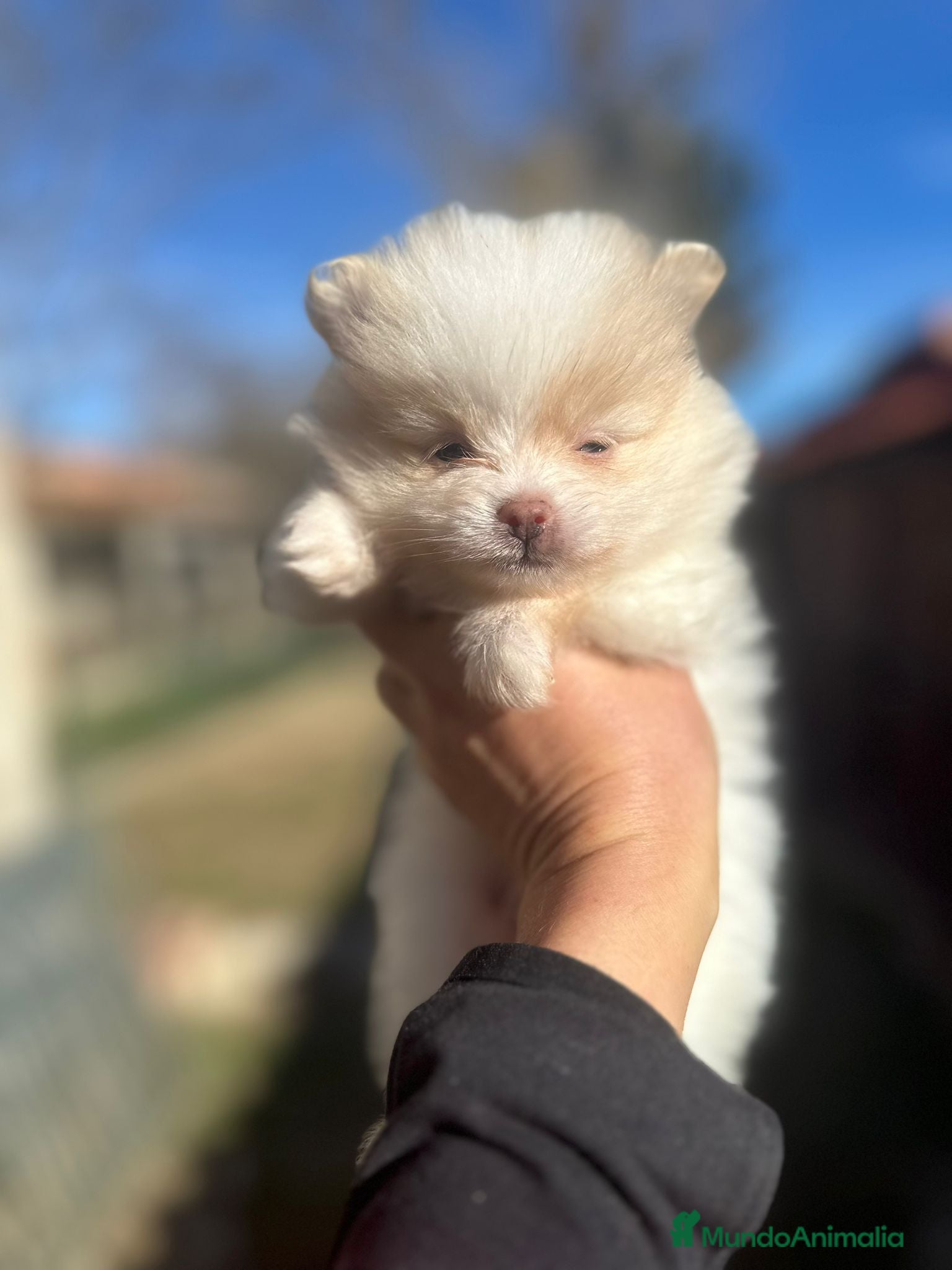 Pomerania perros Pomerania Minitoy  - Anuncio 2