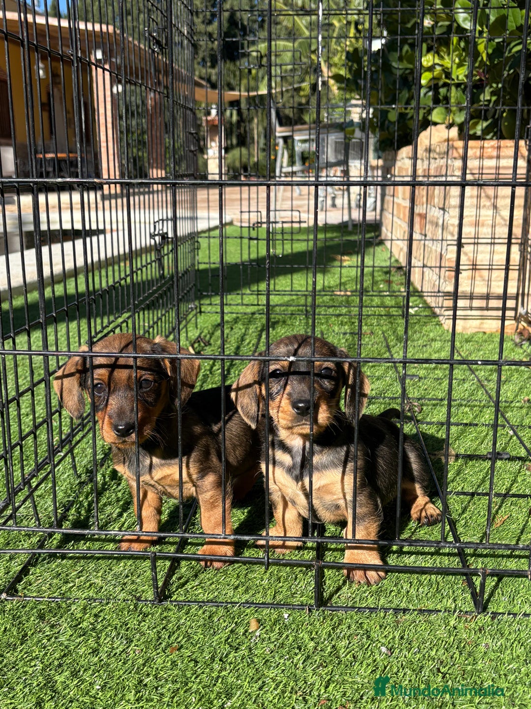 Teckel perros en venta: Cachorras de teckel standar  - Anuncio 2