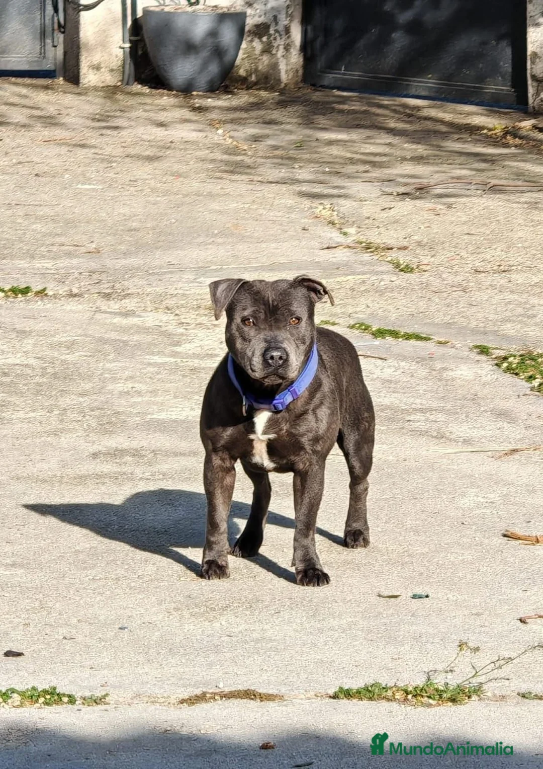 Staffordshire Bull Terrier perros en venta: Staffordshire Bull Terrier - Anuncio 4