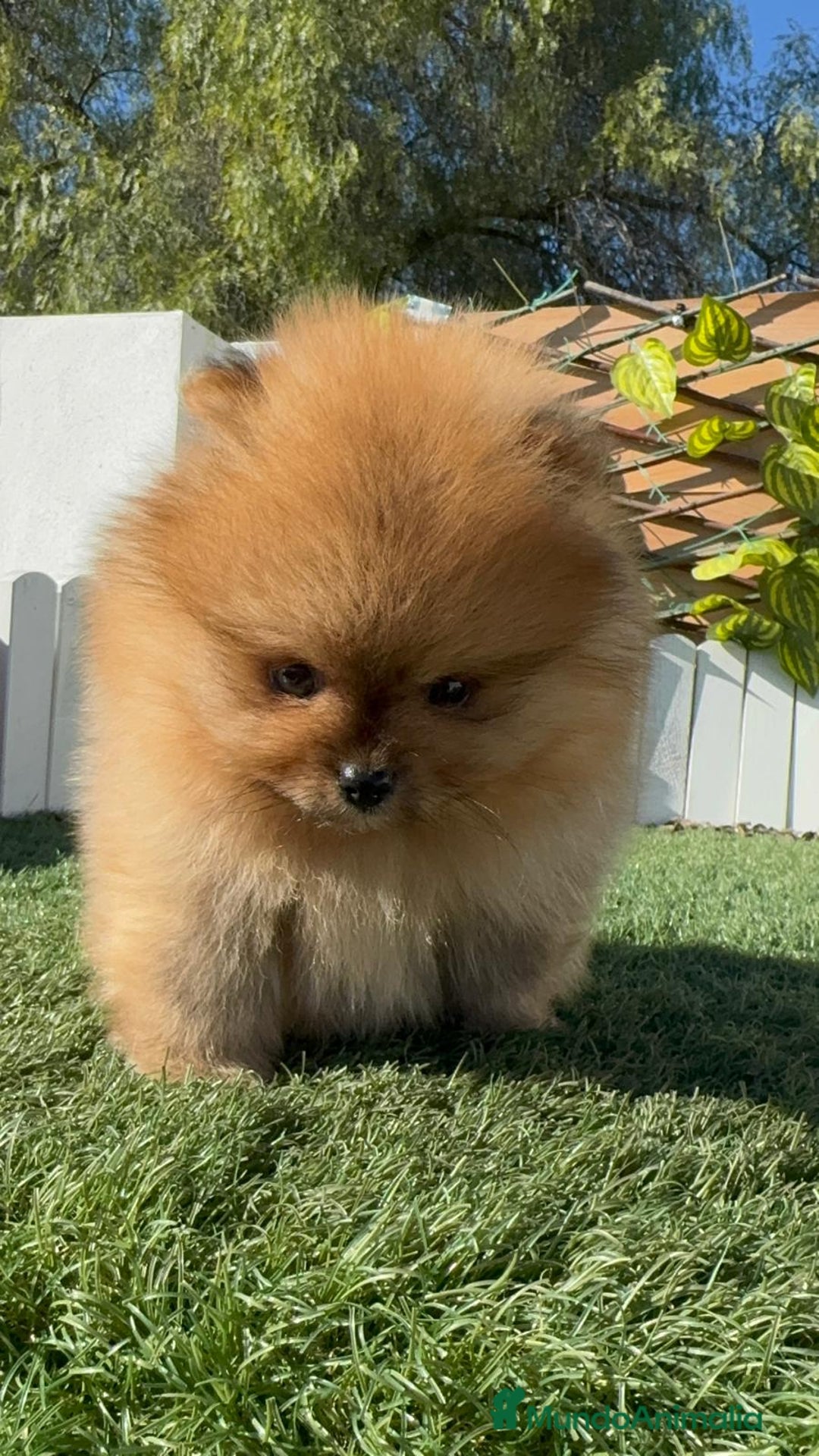 Pomerania perros en venta: POMERANIA HEMBRA CARA DE OSO - Anuncio 10