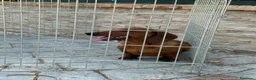 Teckel Miniatura perros en venta: Cachorro teckel - Anuncio 9