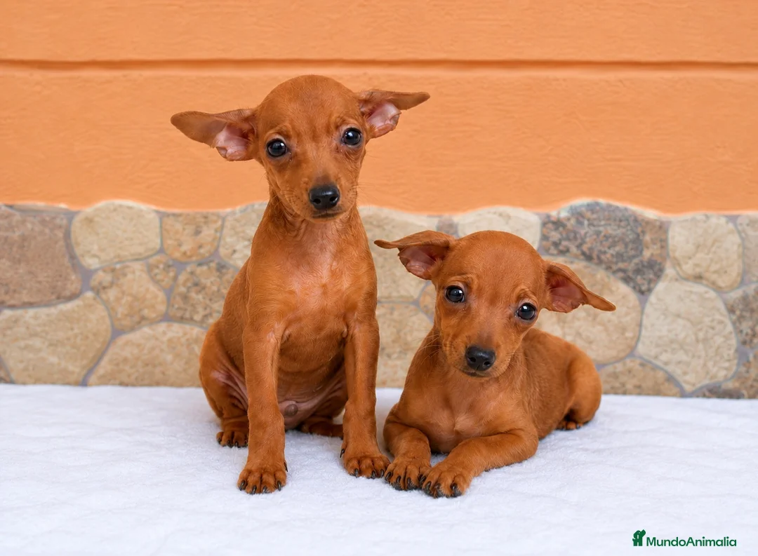 Pinscher Miniatura perros en venta: Pinscher miniatura🐶🐾 - Anuncio 1