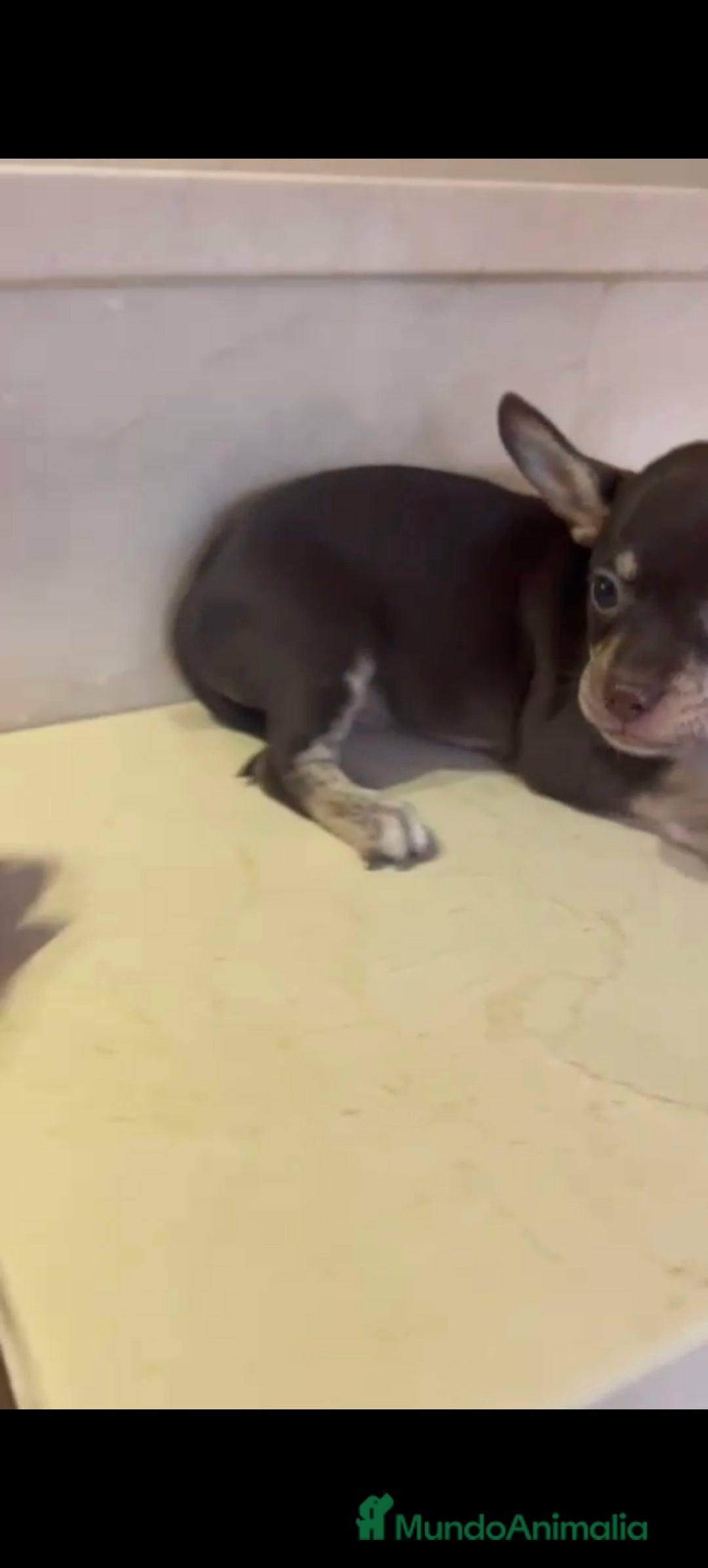 Chihuahua perros en venta: Hembra chihuahua chocolate  - Imagen 2