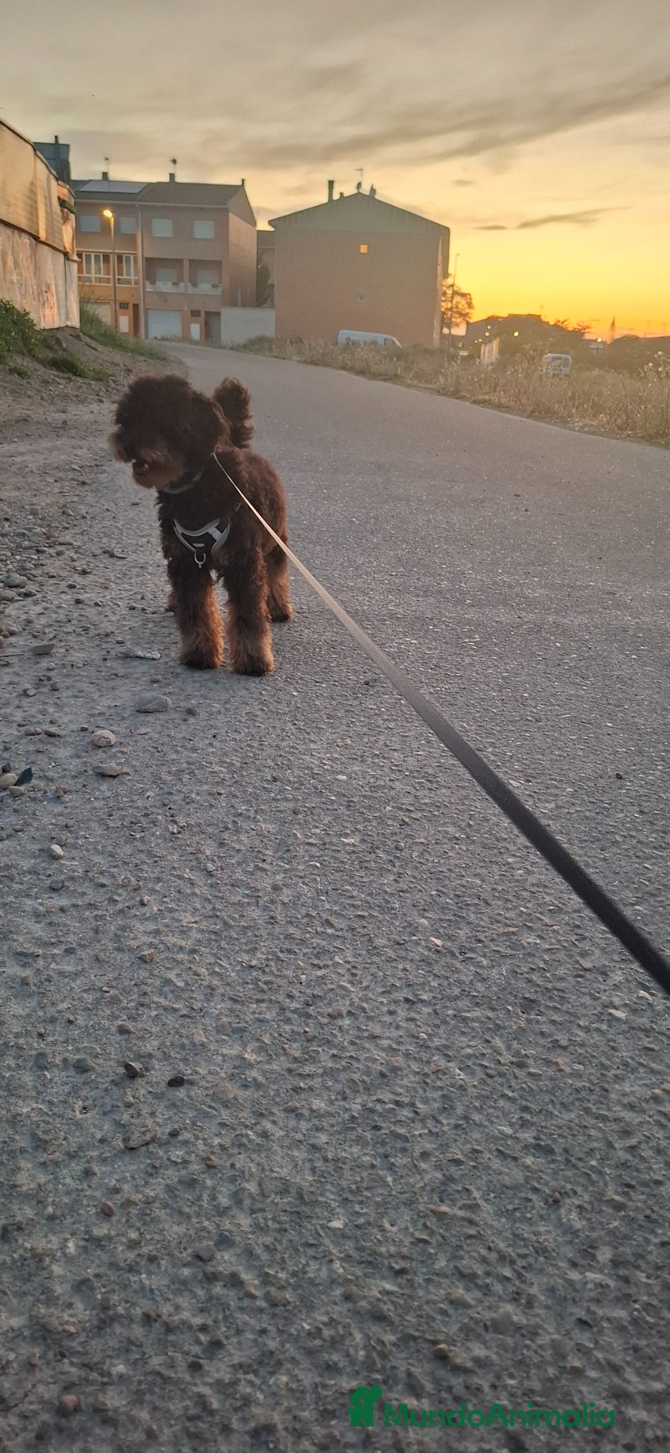 Caniche Enano perros en venta: Caniche enano macho en Zaragoza - Anuncio 4