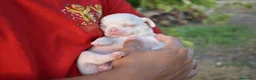 Chihuahua perros en venta: CHIHUAHUA CACHORROS  - Anuncio 5
