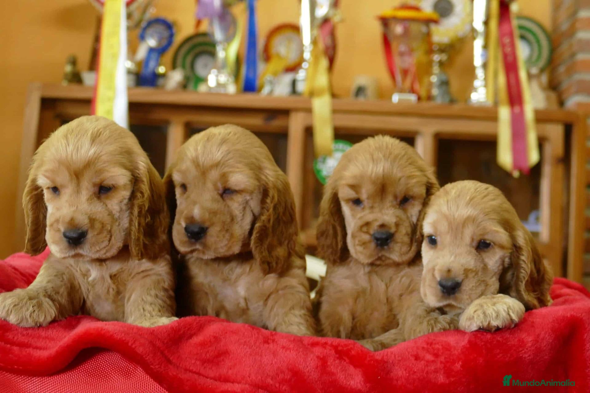 Cocker Spaniel Inglés perros Cocker Spaniel Ingles Macho dorado  - Anuncio 2