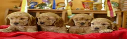 Cocker Spaniel Inglés perros en venta: Cocker Spaniel Ingles Macho dorado  - Anuncio 1