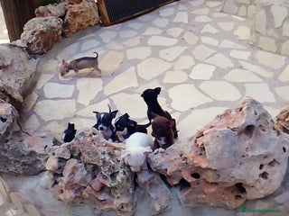 Chihuahua perros en Alicante - Anuncio 24