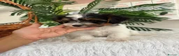 Yorkshire Terrier perros en venta: YORKSHIRE BIEWER - Anuncio 9