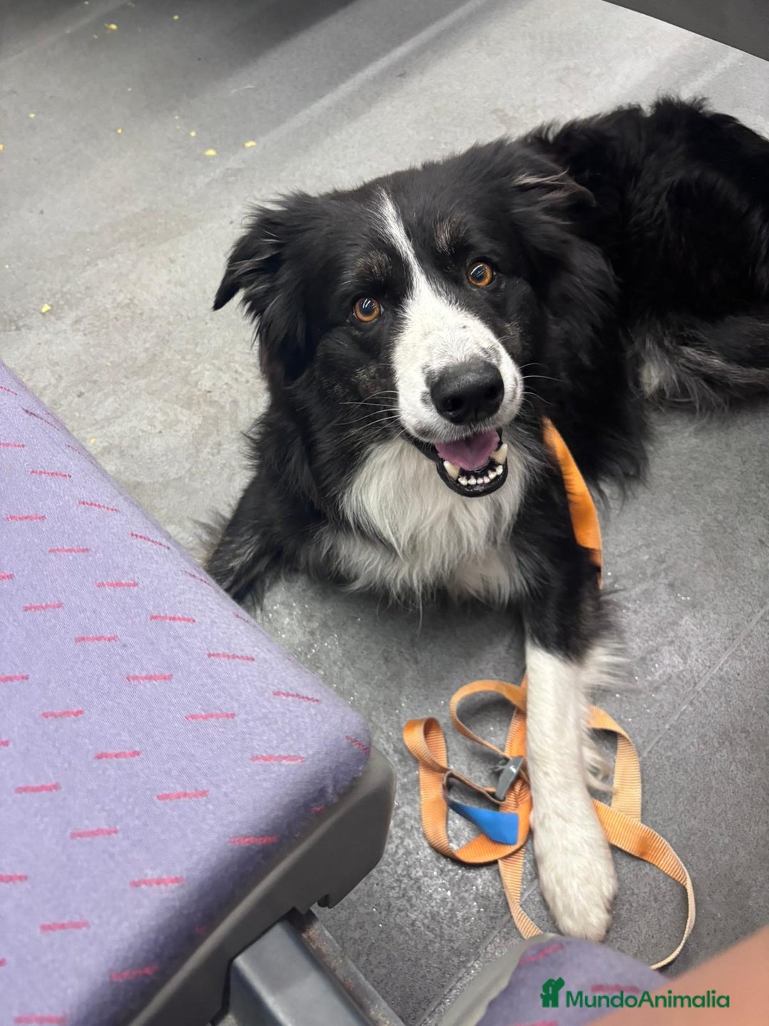 Border Collie perros para monta: Bodercolie Truli - Anuncio 3