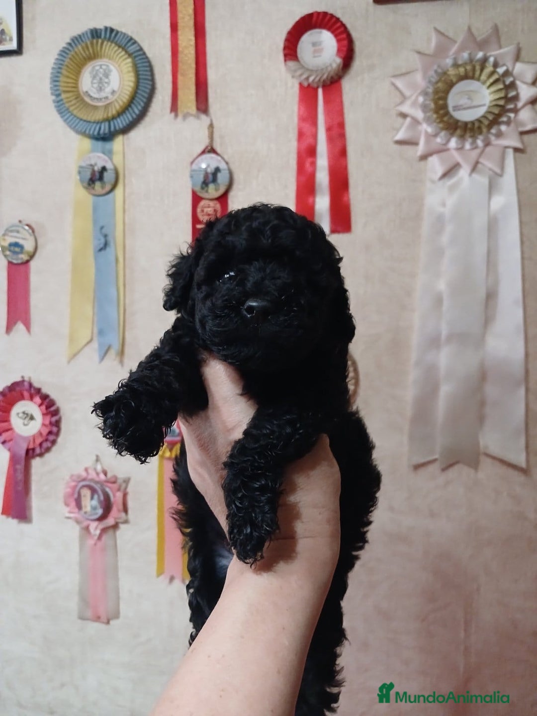 Caniche Toy perros en venta: Espectaculares Caniche Toy  - Anuncio 2