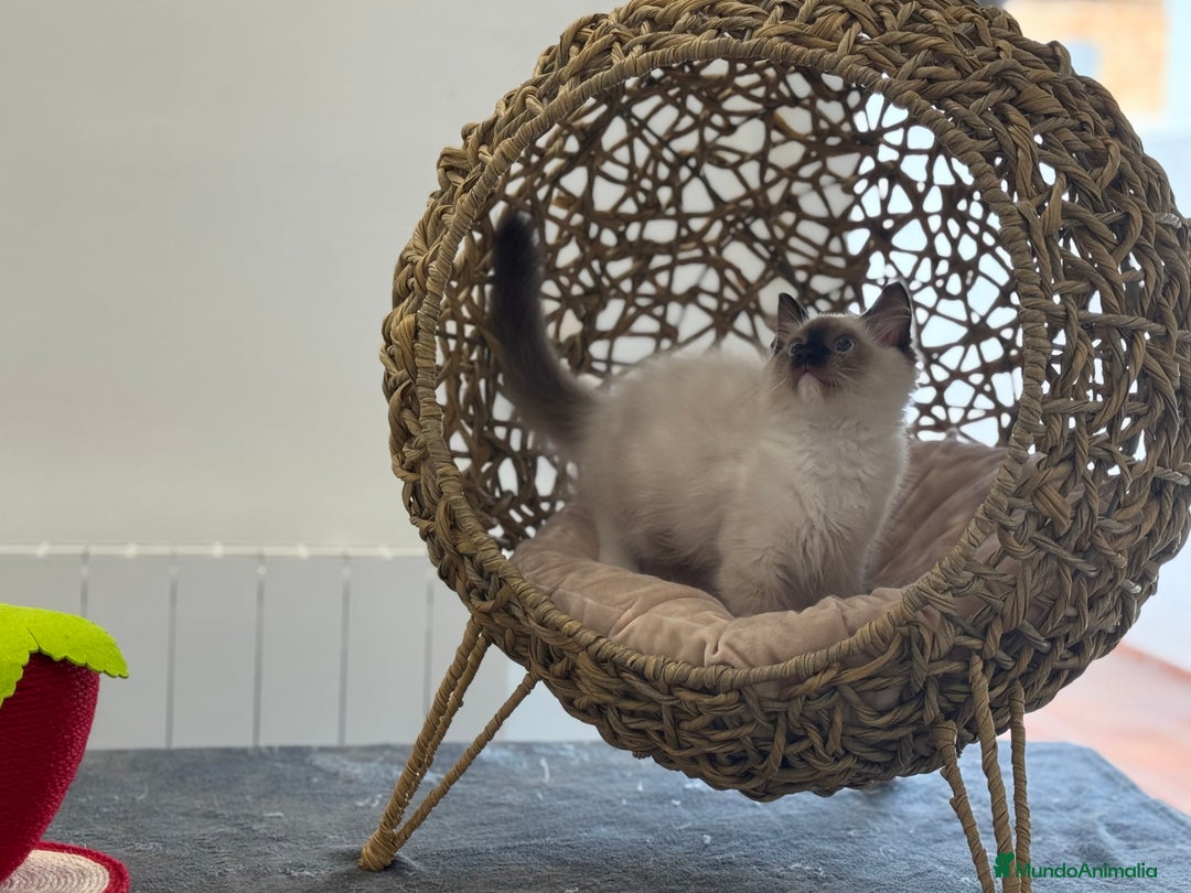 Ragdoll gatos en venta: Camada Ragdoll - Imagen 17