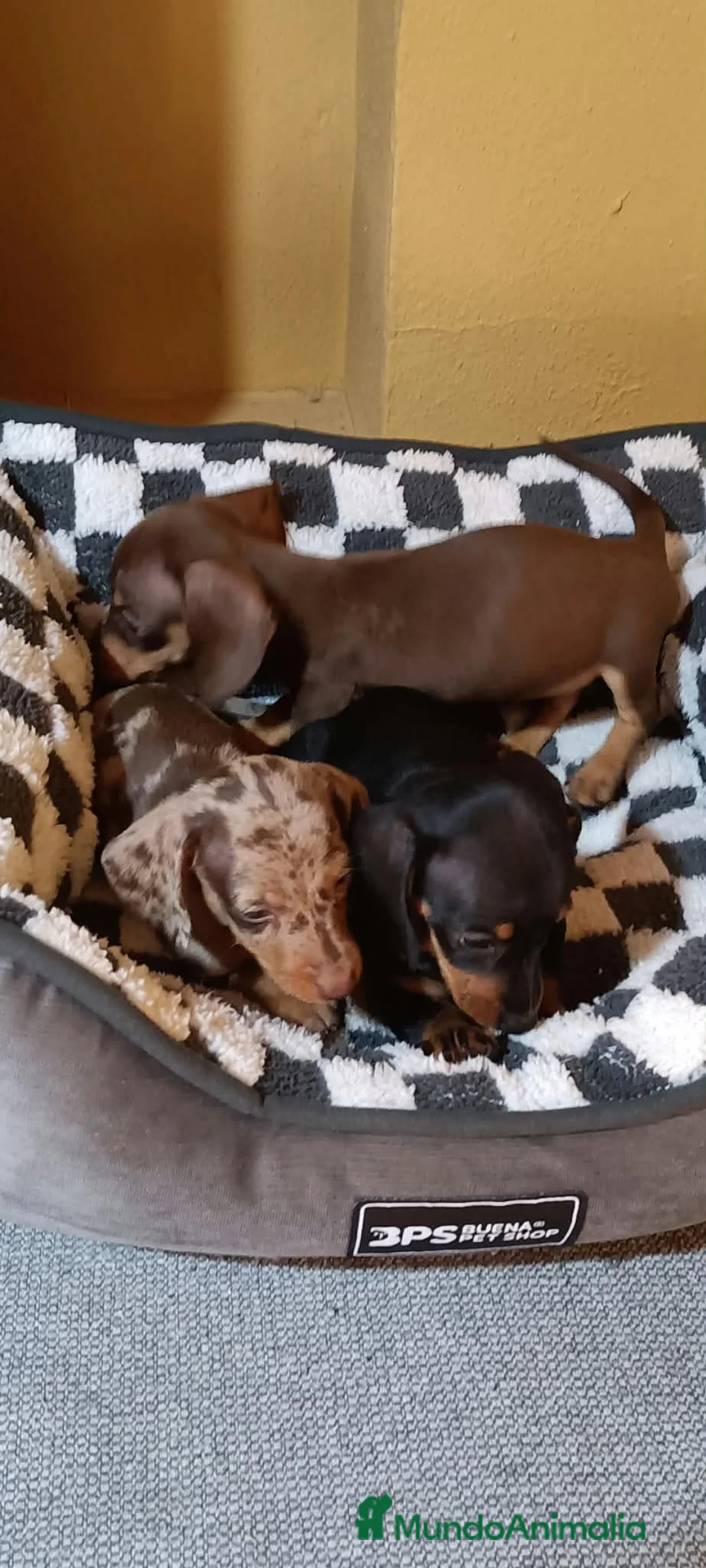 Teckel Miniatura perros en venta: Teckel miniatura - Anuncio 4