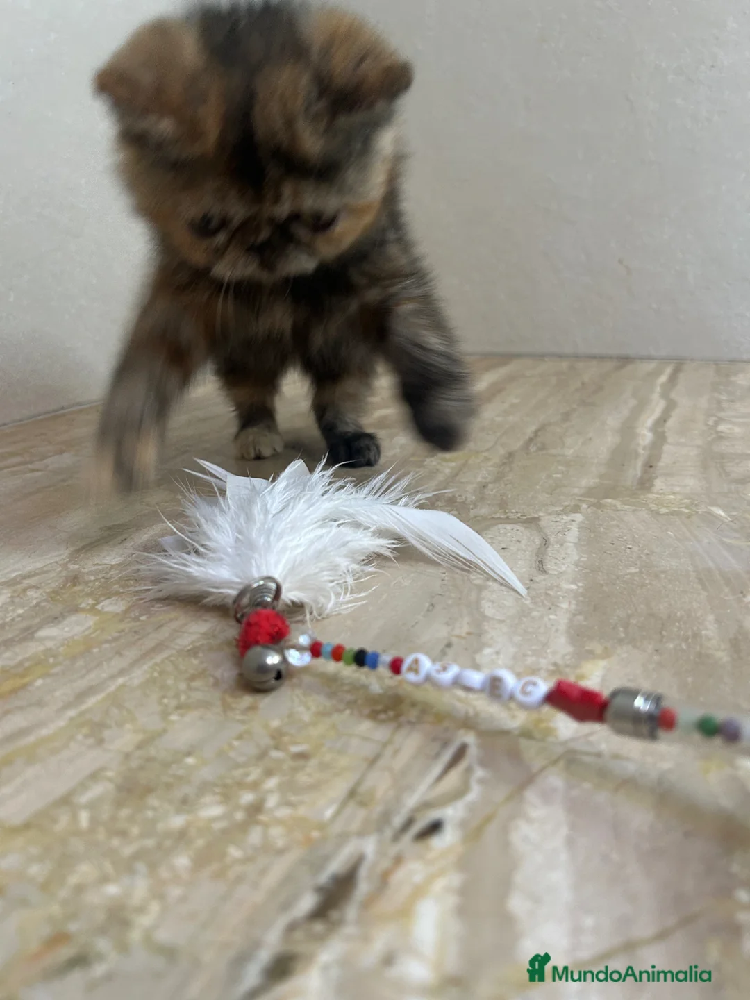 Exótico de Pelo Corto gatos en venta: Persa pelo corto EXOTICA - Anuncio 5