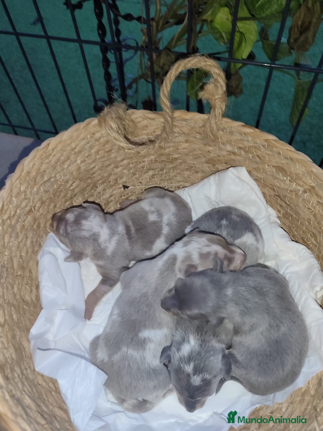 Pinscher Miniatura perros en venta: Mini pinscher ya puedes reservar  - Anuncio 1