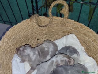 Pinscher Miniatura perros Mini pinscher ya puedes reservar - Anuncio 1