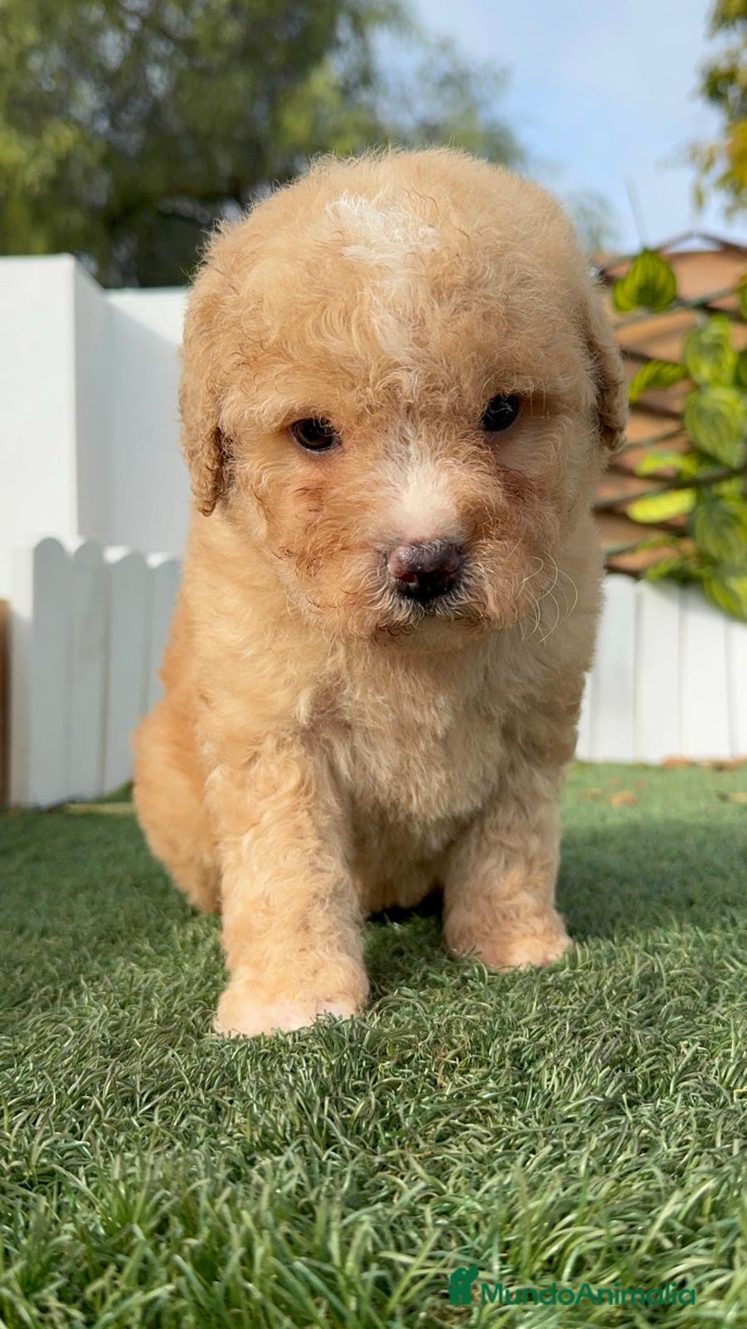 Perro de Agua Español perros en venta: PERRO DE AGUA ESPAÑOL - Anuncio 10