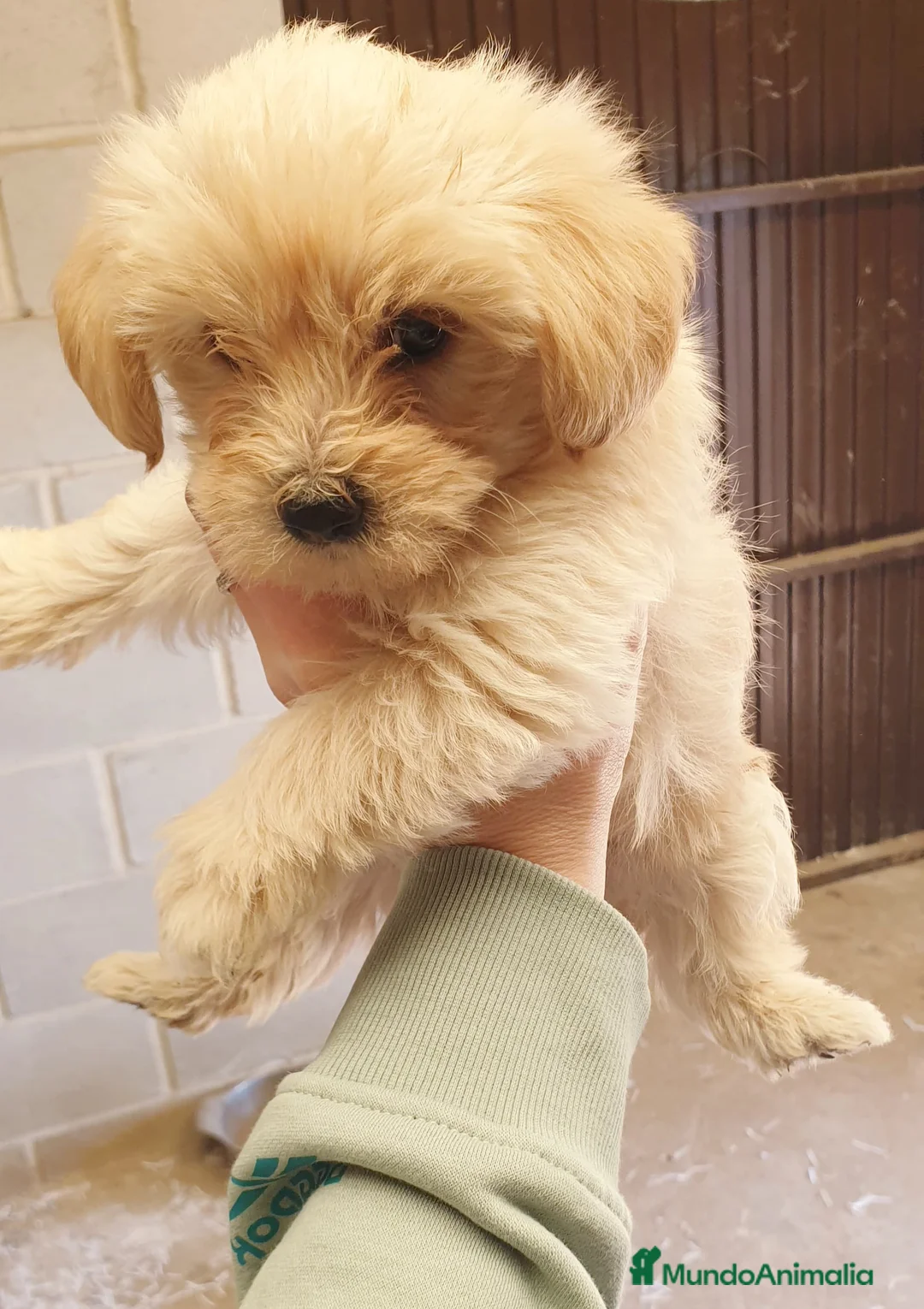 Maltipoo perros en venta: # Maltipoo # - Anuncio 1