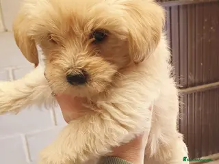 Maltipoo perros # Maltipoo # - Anuncio 1