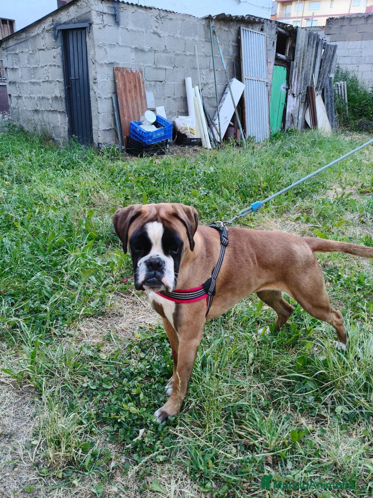 Boxer perros Camada " J " del Pimpanón  - Anuncio 2