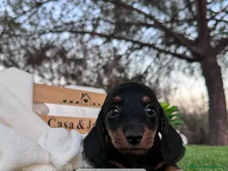 Teckel Miniatura perros TECKEL NEGRO FUEGO DISPONIBLE - Anuncio 18