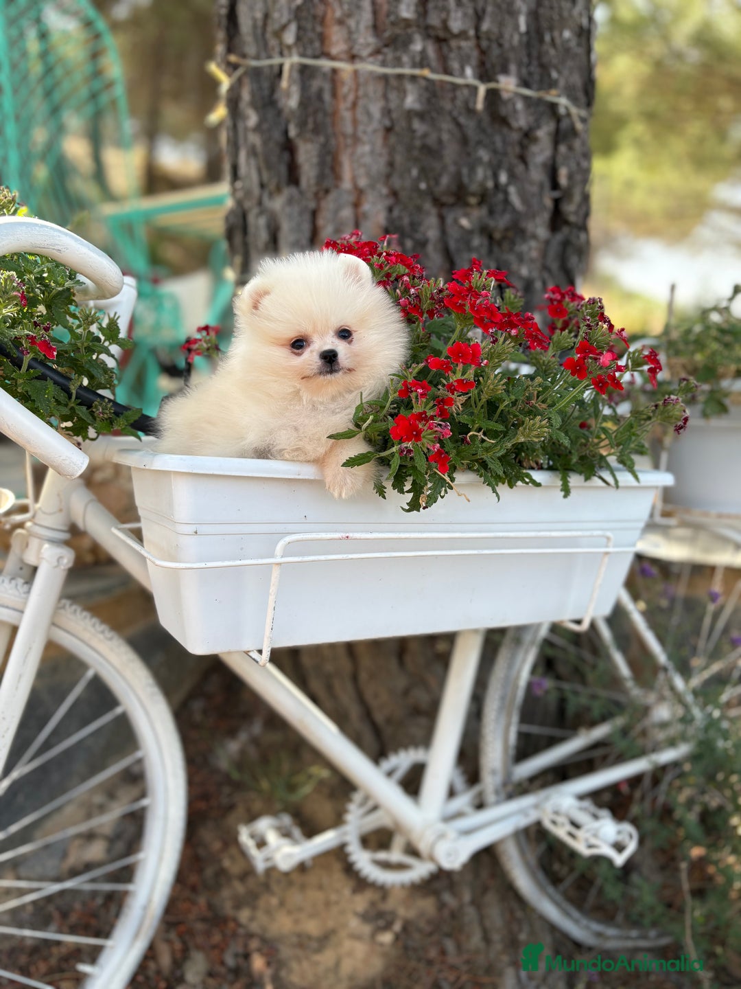 Pomerania perros en venta: Pomerania Hembra busca famila !!!!  - Imagen 1