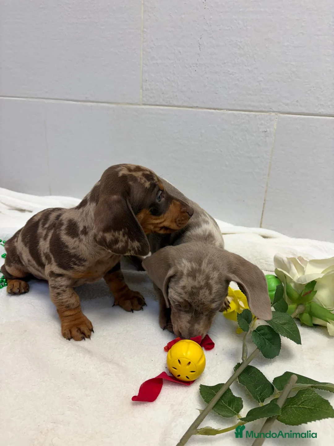 Teckel perros en venta: Teckel arlequín isabella  - Anuncio 1