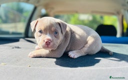 American Bully perros en venta: American bully pocket  - Imagen 9