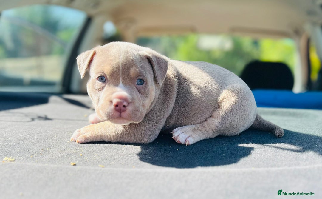 American Bully perros en venta: American bully pocket  - Imagen 9