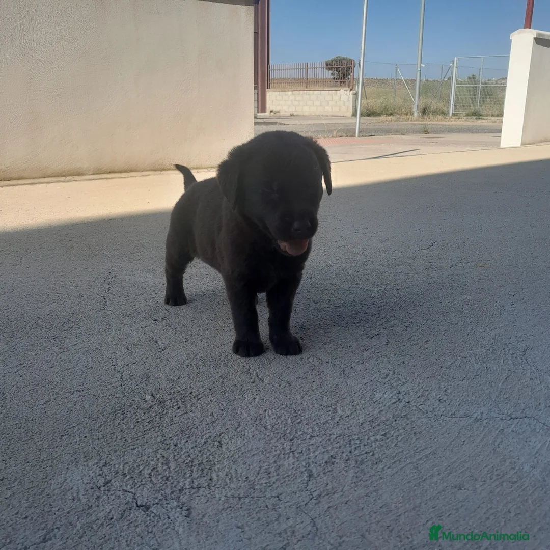 Labrador Retriever perros en venta: LABRADOR - Anuncio 2