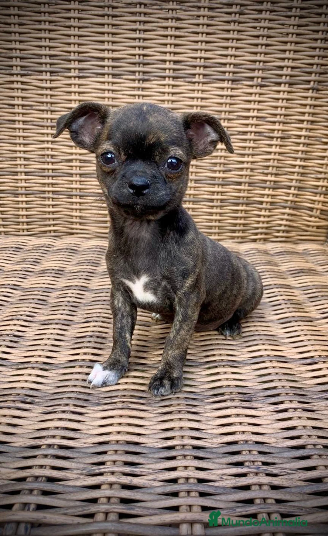 Chihuahua perros en venta: Chihuahua de capricho💜 en Illes Balears - Anuncio 6