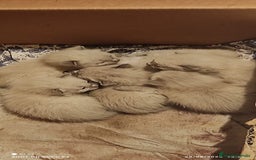 Siamés gatos en venta: Siames  - Imagen 3