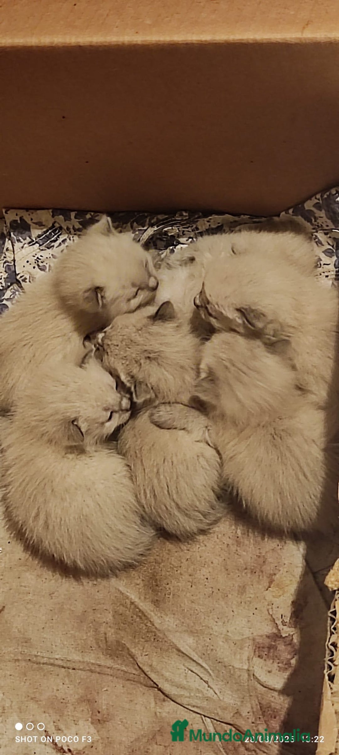 Siamés gatos en venta: Siames  - Imagen 3