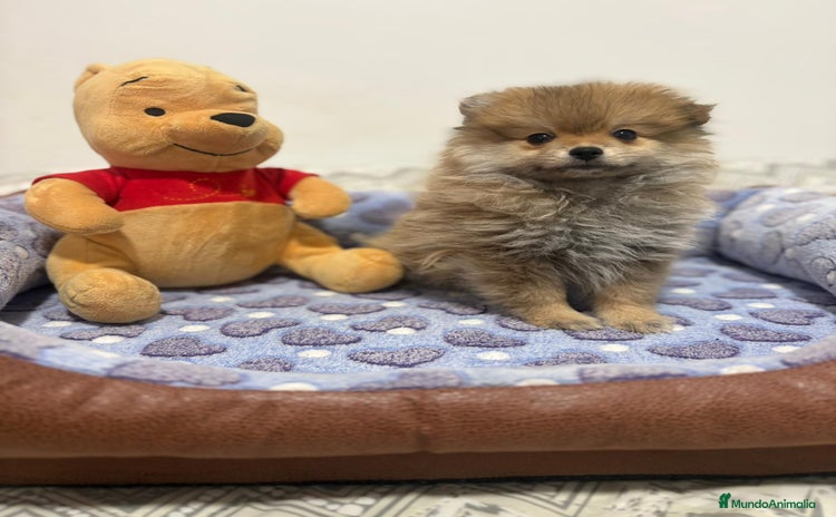 Pomerania perros - Anuncio 5