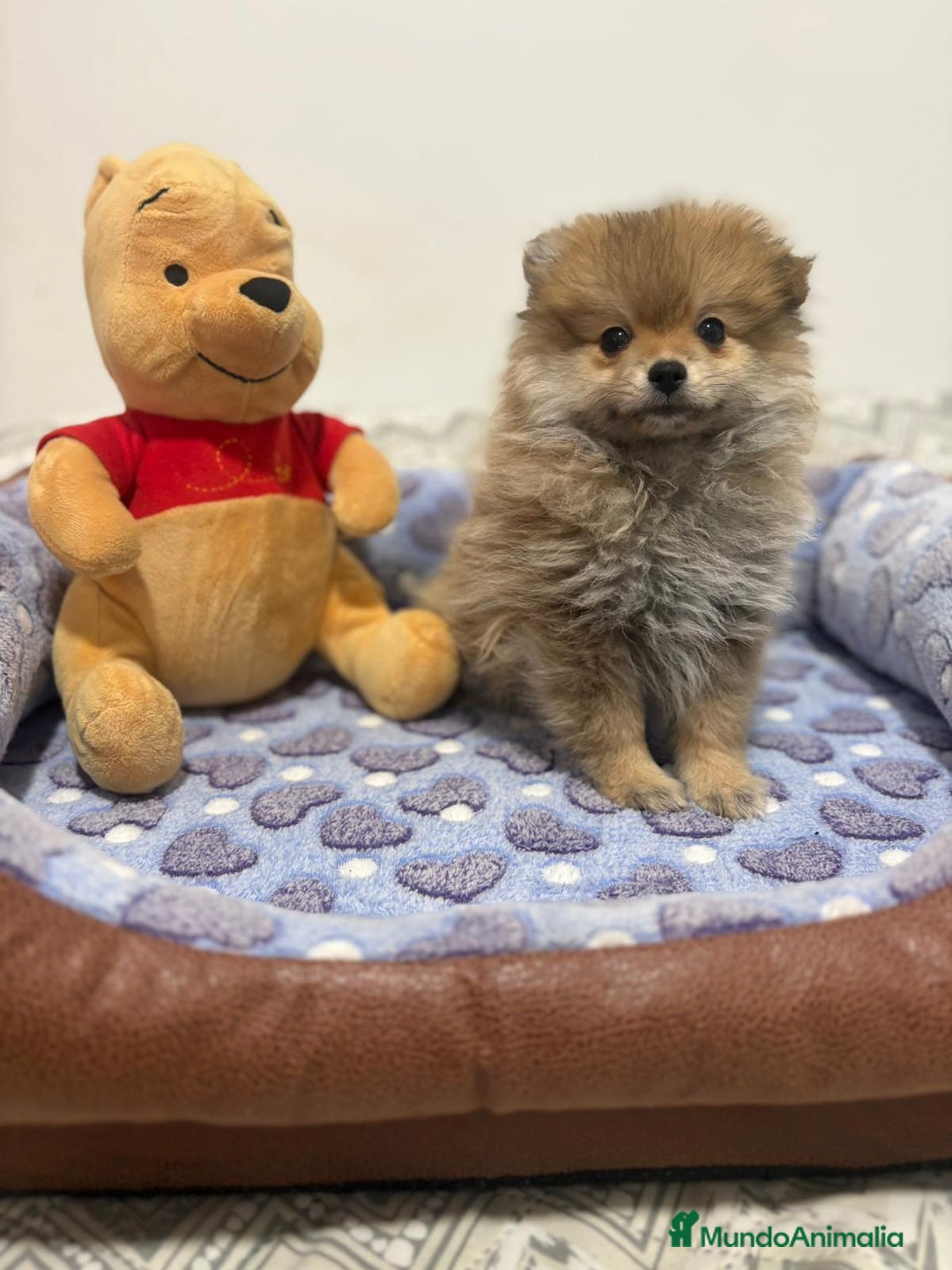 Pomerania perros en venta: Poo pomerania osito - Imagen 1