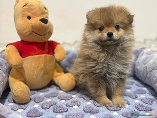 Pomerania perros - Anuncio 3