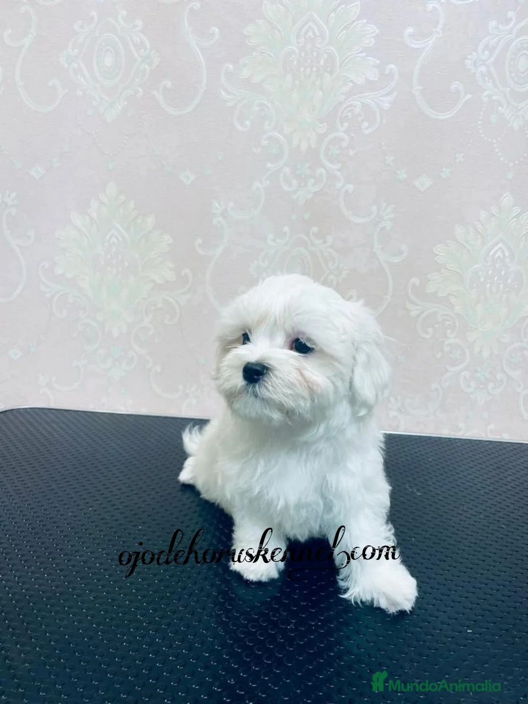 Bichón Maltés perros en venta: Macho bichón maltés 50 coreano - Anuncio 1