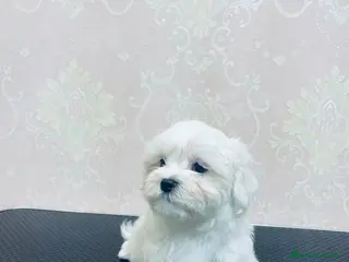 Bichón Maltés perros Macho bichón maltés 50 coreano - Anuncio 1